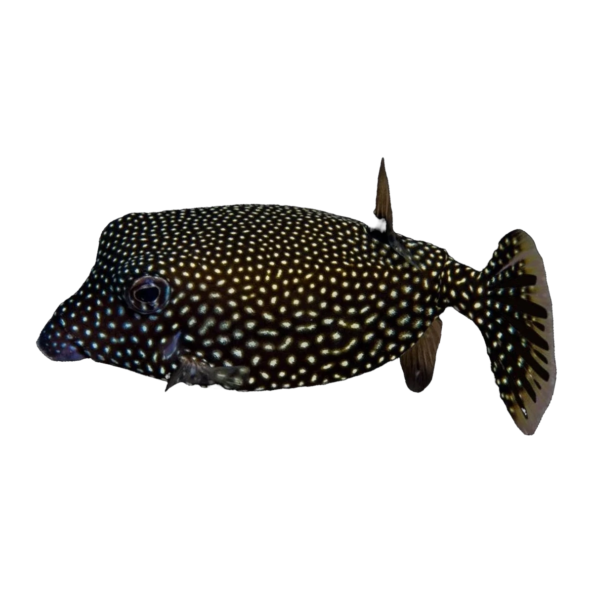 Blue Boxfish | Ostracion meleagris