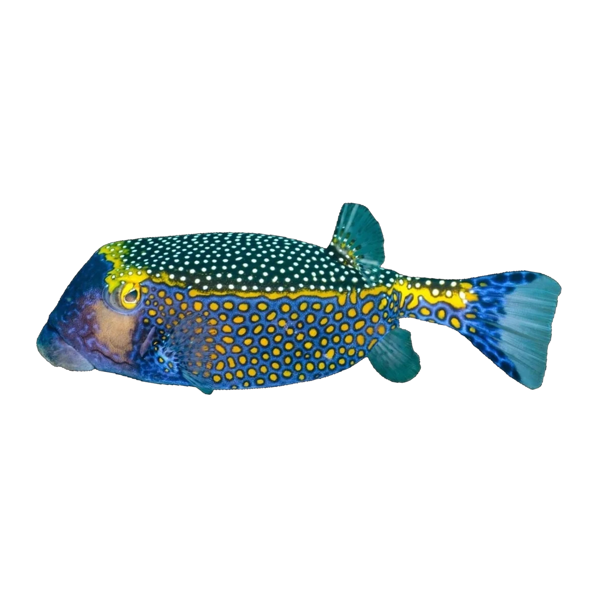 Blue Boxfish | Ostracion meleagris