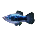 Blue Calico Platy | Xiphophorus maculatus
