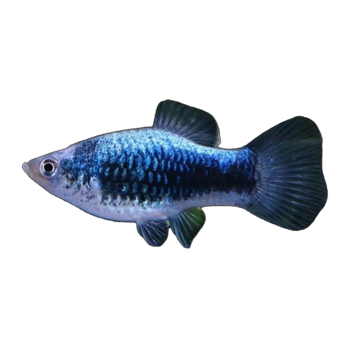 Blue Calico Platy | Xiphophorus maculatus