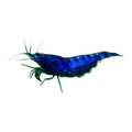 Blue Cherry Shrimp