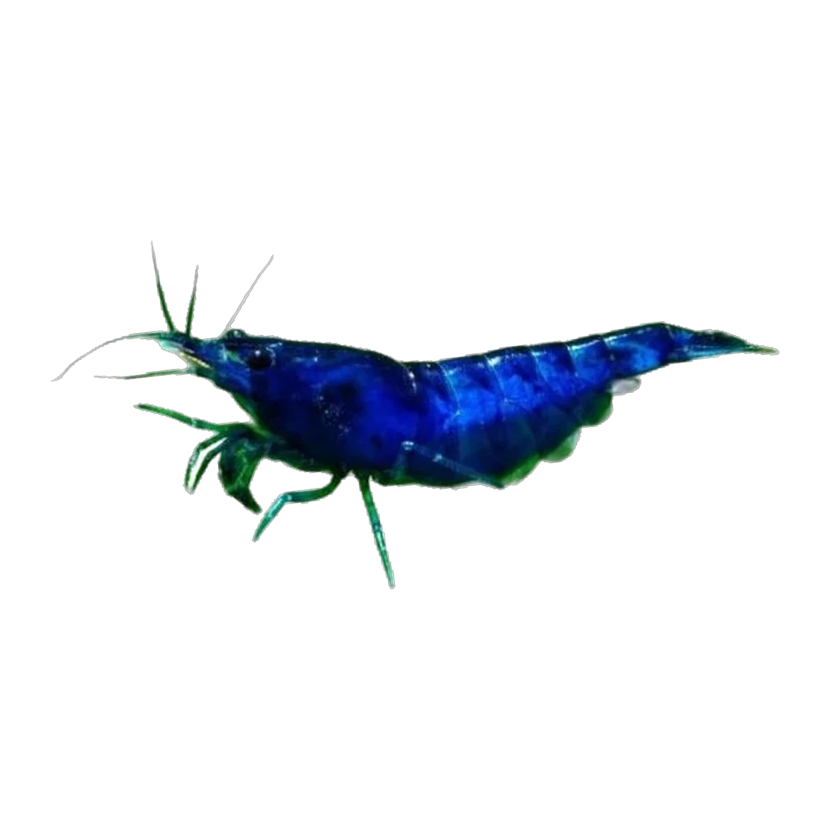 Blue Cherry Shrimp