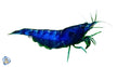 Blue Cherry Shrimp
