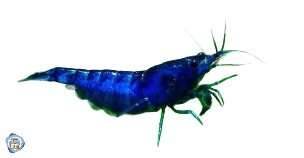 Blue Cherry Shrimp
