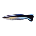 Blue Cleaner Wrasse | Labroides dimidiatus