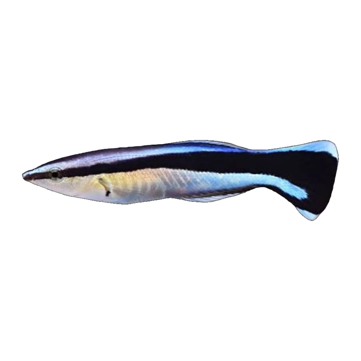 Blue Cleaner Wrasse | Labroides dimidiatus