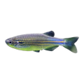 Blue Danio
