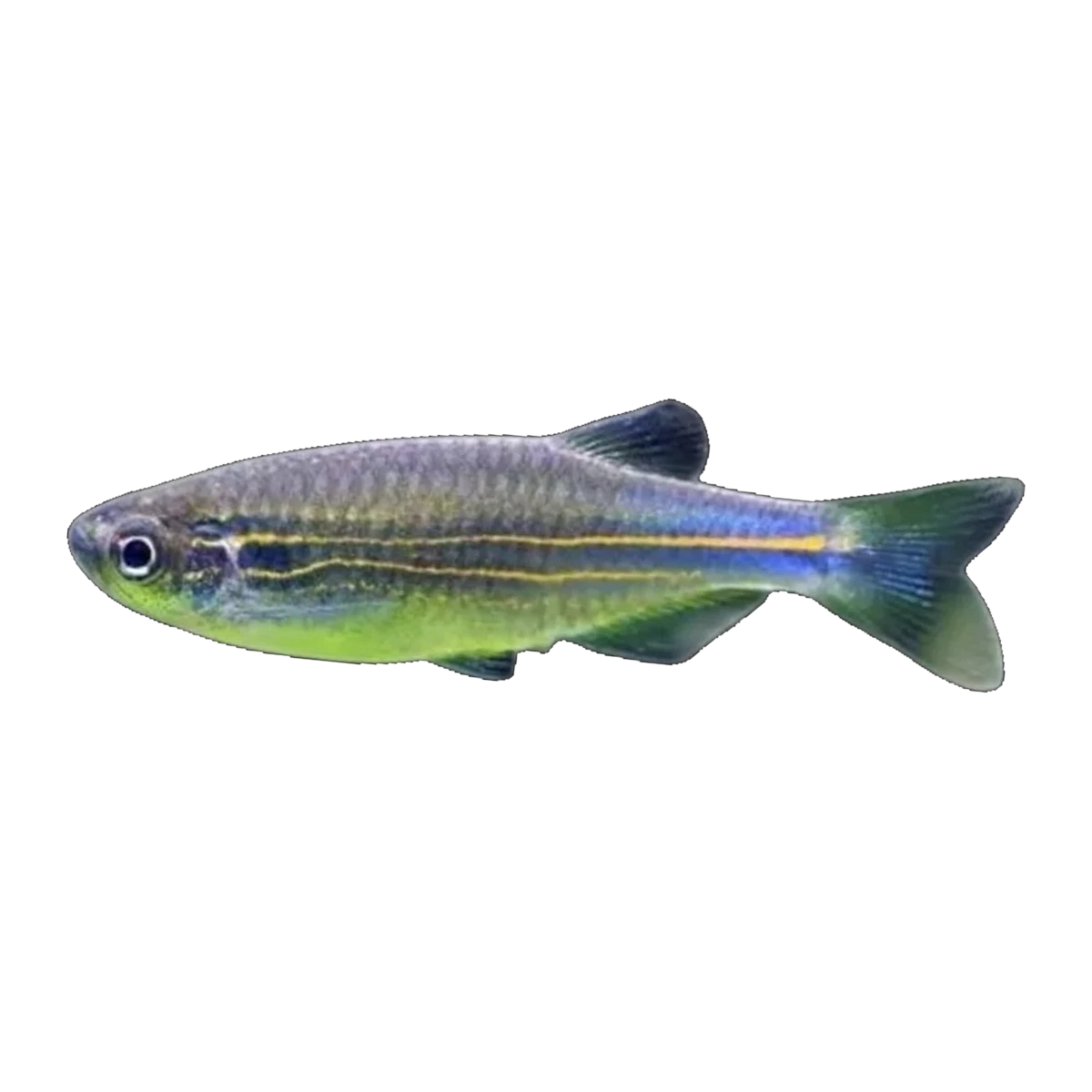 Blue Danio