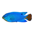 Blue Devil Damselfish | Chrysiptera cyanea