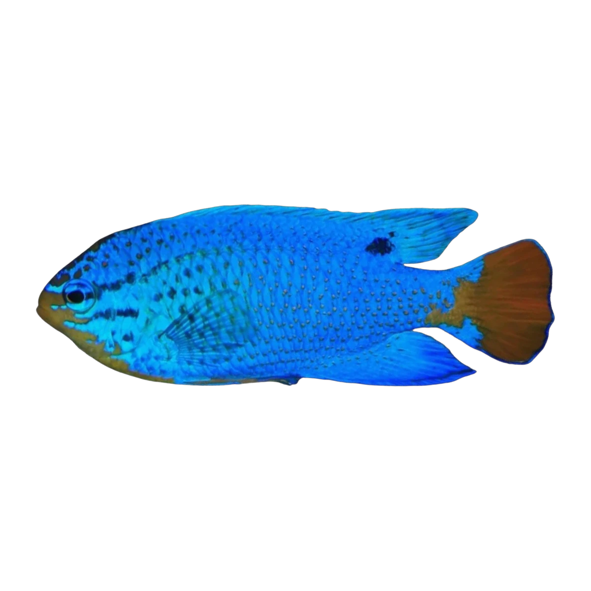 Blue Devil Damselfish | Chrysiptera cyanea