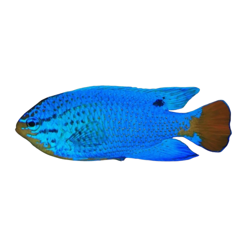 Blue Devil Damselfish | Chrysiptera cyanea