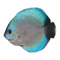 Blue Diamond Discus
