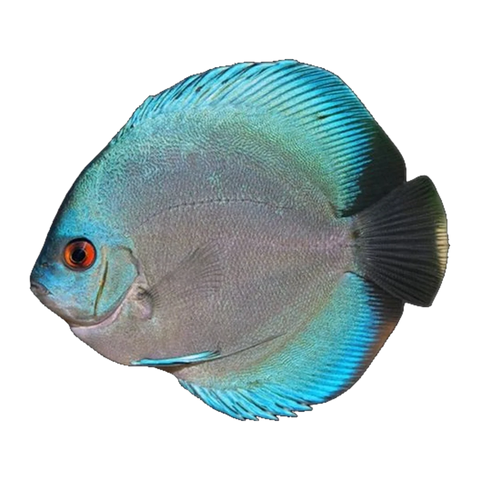 Blue Diamond Discus
