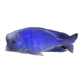 Blue Dolphin Cichlid (Cyrtocara moorii), side profile facing right