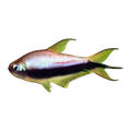 Blue Emperor Tetra