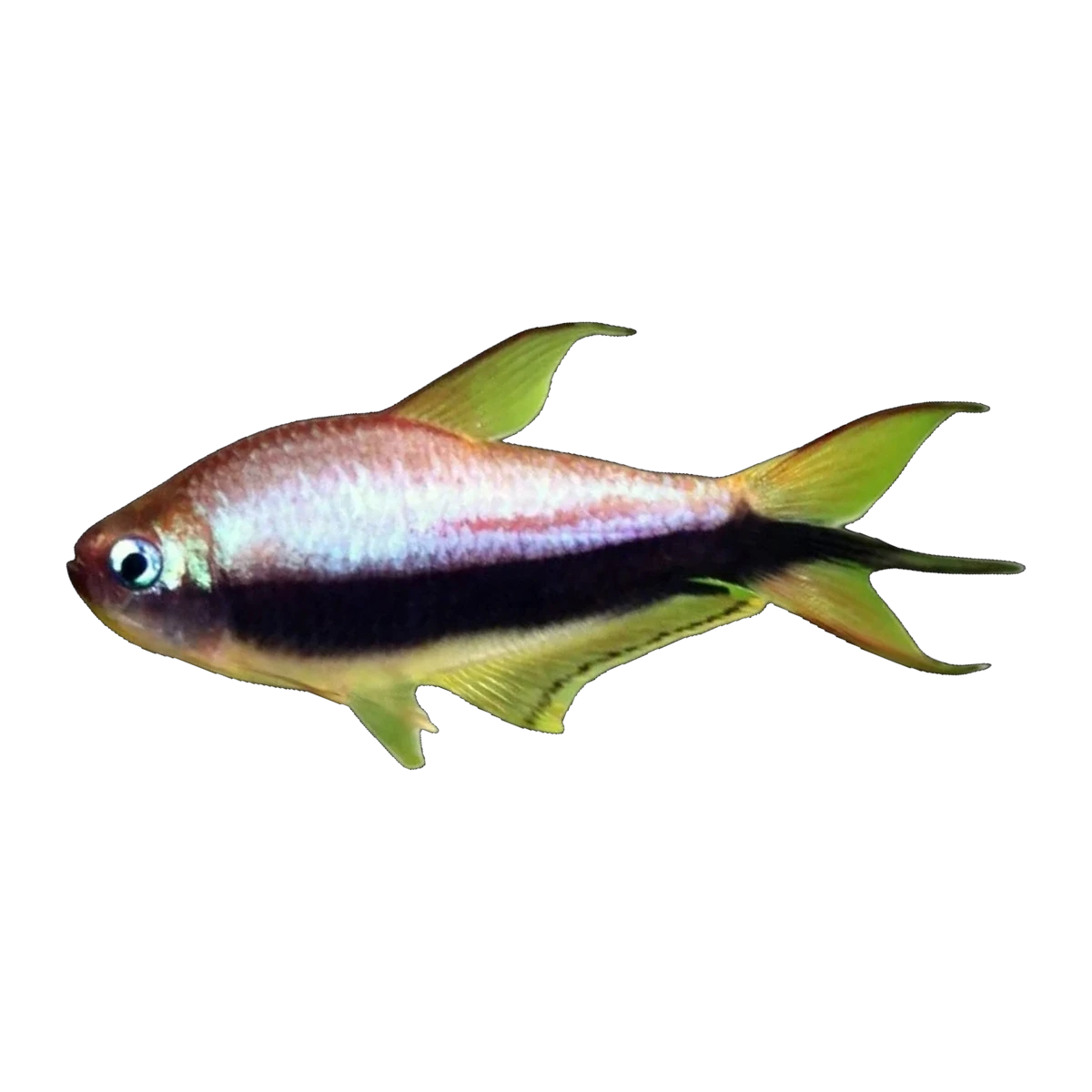 Blue Emperor Tetra