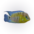 Blue Eye Cichlid (Cryptoheros spilurus), side profile facing right