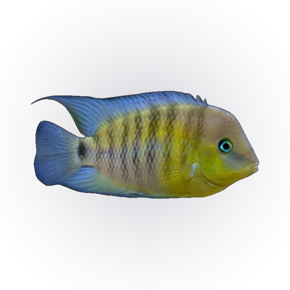 Blue Eye Cichlid (Cryptoheros spilurus), side profile facing right