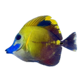 Blue Face Koi Scopas Tang | Zebrasoma scopas