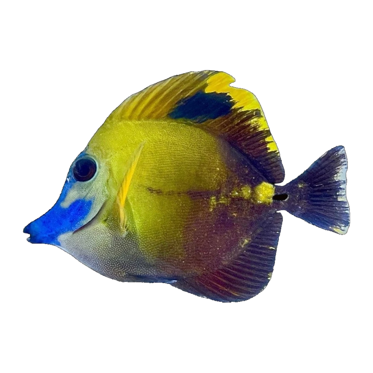 Blue Face Koi Scopas Tang | Zebrasoma scopas