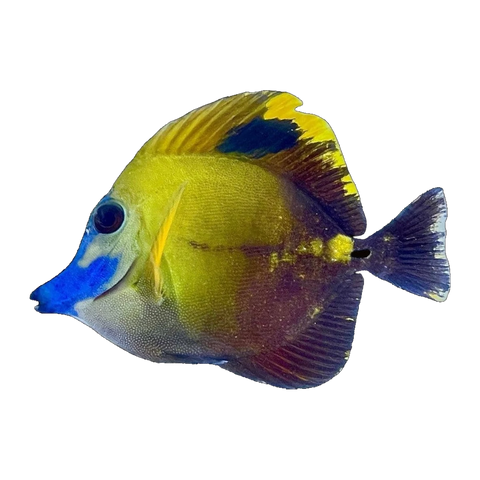 Blue Face Koi Scopas Tang | Zebrasoma scopas
