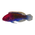 Blue Fairy Wrasse | Cirrhilabrus cyanopleura
