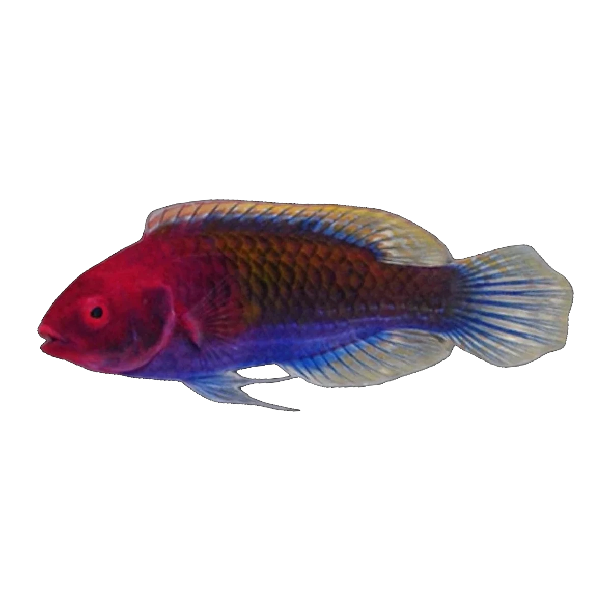 Blue Fairy Wrasse | Cirrhilabrus cyanopleura