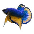 Blue Fin Mustard Gas Plakat Fighting Fish Male | Betta splendens