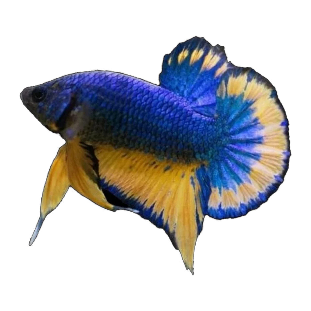 Blue Fin Mustard Gas Plakat Fighting Fish Male | Betta splendens