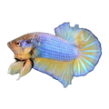 Blue Fin Mustard Gas Plakat Fighting Fish Female | Betta splendens