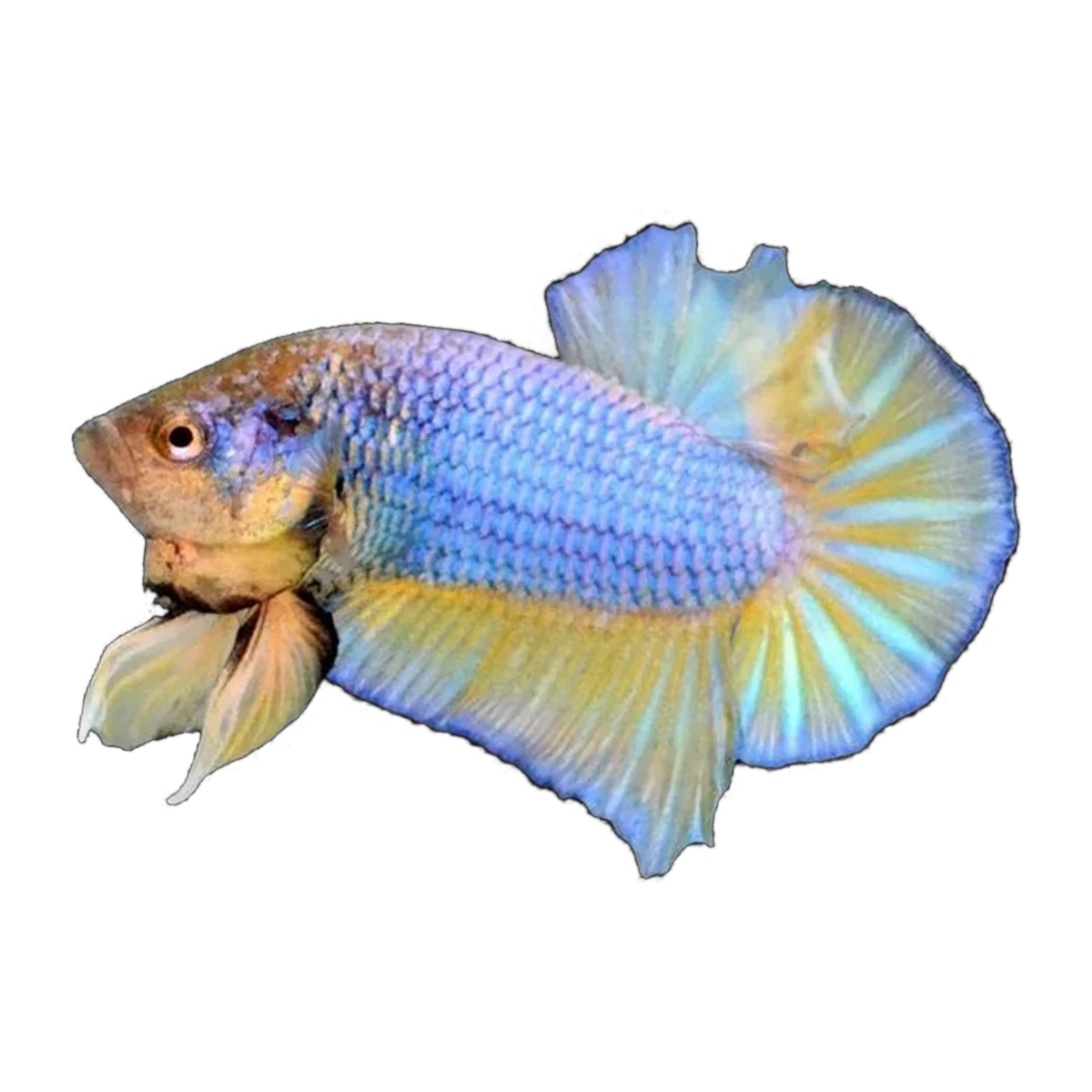 Blue Fin Mustard Gas Plakat Fighting Fish Female | Betta splendens