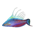Blue Flasher Wrasse | Paracheilinus cyaneus