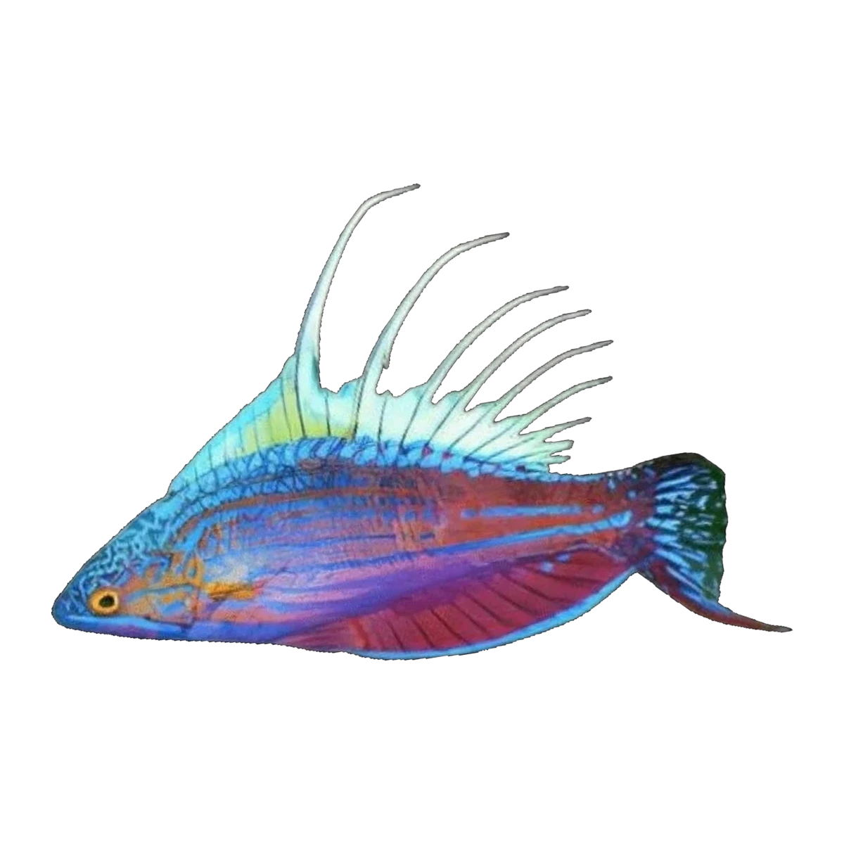 Blue Flasher Wrasse | Paracheilinus cyaneus