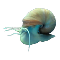 Blue Foot Mystery Snail
