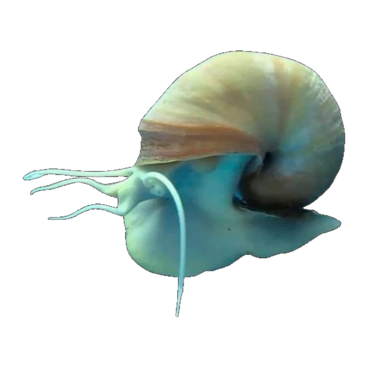 Blue Foot Mystery Snail