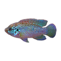 Blue Forest Jewel – Hemichromis lifalili