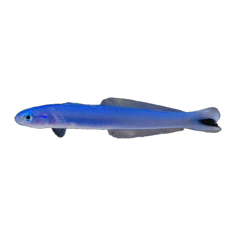 Blue Gudgeon Dartfish | Ptereleotris heteroptera