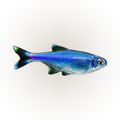 Blue King Tetra | Boehlkea fredcochui