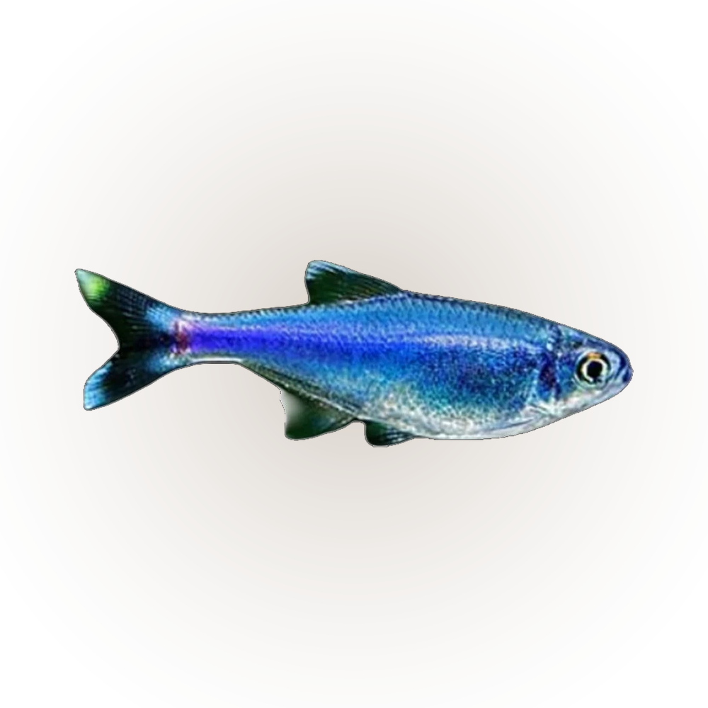 Blue King Tetra | Boehlkea fredcochui