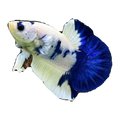 Blue Marble Panda Male Fighting Fish | Betta splendens
