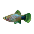 Blue Micky Mouse Platy (Xiphophorus maculatus), side profile facing right