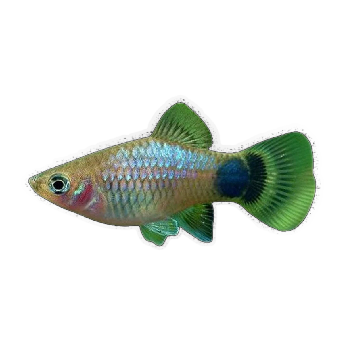 Blue Micky Mouse Platy (Xiphophorus maculatus), side profile facing right