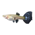 Blue Mosaic Guppy Female | Poecilia reticulata