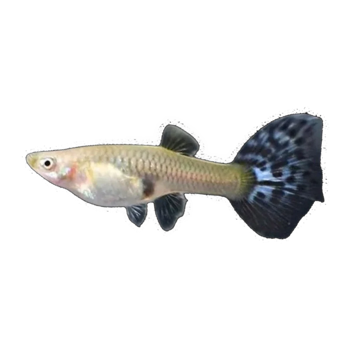 Blue Mosaic Guppy Female | Poecilia reticulata