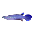 Blue Panchax