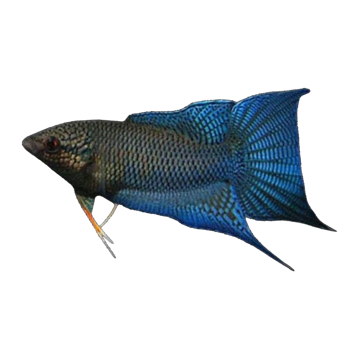 Blue Paradise Fish