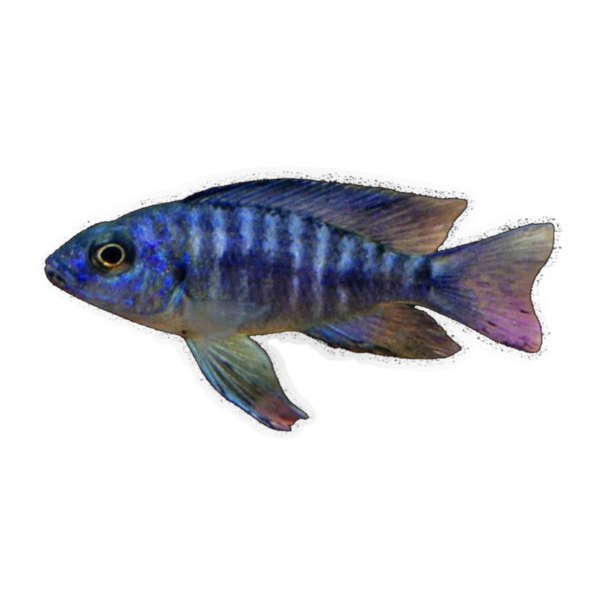 Blue Peacock (Aulonocara nyassae), side profile facing right