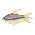 Blue Phantom Tetra