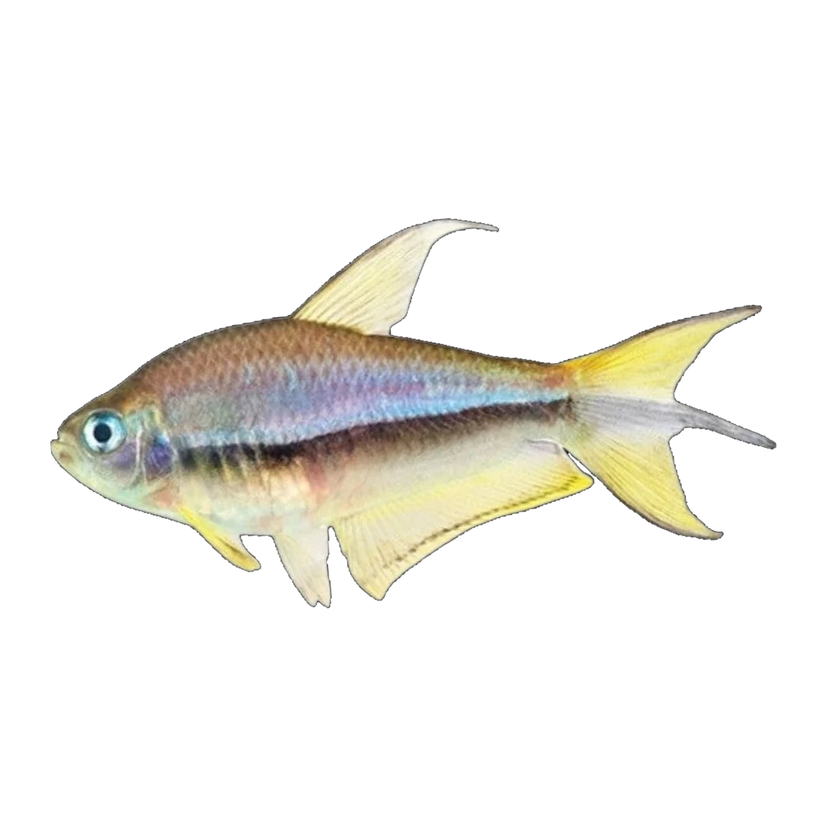 Blue Phantom Tetra