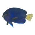 Blue Pygmy Angelfish | Centropyge flavicauda